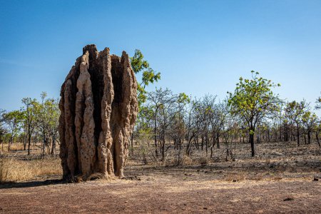 A towering termite mound stands prominently in the dry savanna landscape.