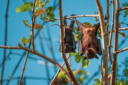 Eine Gruppe Fledermäuse hängt kopfüber und döst unter dem Tageslicht in einer ruhigen Baumkulisse.