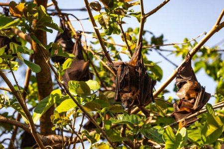 Les chauves-souris fruitières observent leur environnement avec vigilance depuis la sécurité d'un arbre à feuilles.