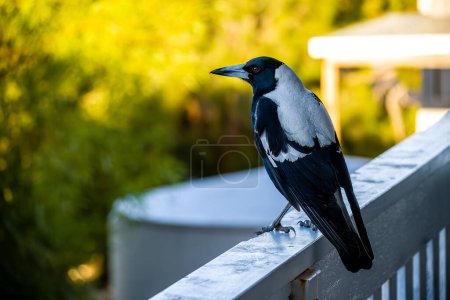A black and white magpie perches elegantly against a blurred garden backdrop.