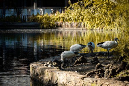 Three ibises forage along a peaceful pond's edge.