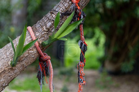 Photo for Frayed ropes tied around a tree trunk, a sign of connection and endurance in nature. - Royalty Free Image