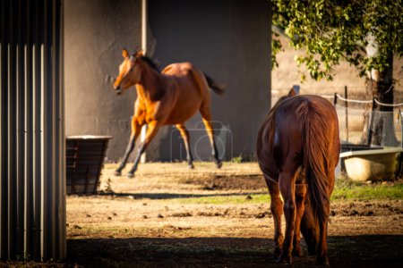 Sunlight casts a warm glow on two horses, one in motion and one observing.