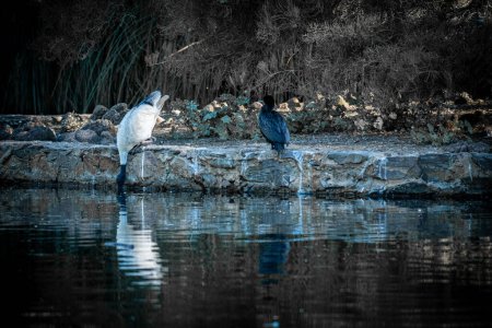 Zwei Ibisse spiegeln sich im ruhigen Teichwasser.
