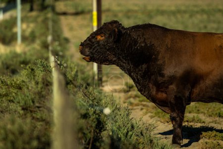 Un toro poderoso avanza con confianza a través de un paisaje accidentado, encarnando la fuerza rural.