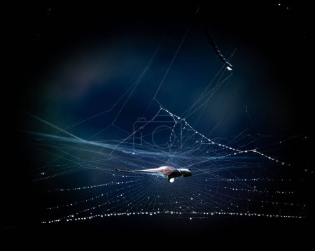 Foto de Una tela de araña iluminada se destaca contra un cielo estrellado, creando un ambiente de otro mundo. - Imagen libre de derechos