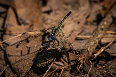 A delicate dragonfly alights on dry wood, its wings finely patterned against the backdrop.