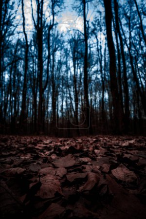Téléchargez les photos : Une vue au sol d'une forêt avec un tapis de feuilles tombées. - en image libre de droit