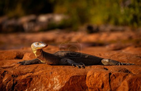 Un lagarto solitario disfruta de la soledad de la hora dorada en las rocas vívidas y cálidas.