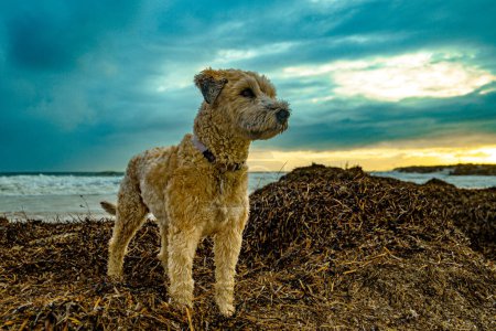 A terrier stands guard on a seaweed-covered beach.