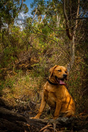 Un perro seguro liderando el sendero durante una caminata por los arbustos.
