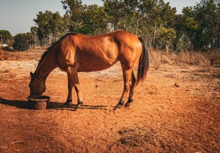Ein einsames Pferd weidet friedlich auf einem sonnenbeschienenen Feld und verkörpert die Essenz ländlicher Ruhe.