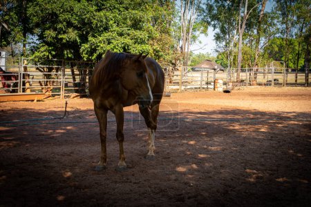 Un cheval curieux dans un enclos poussiéreux donne un regard amical, entouré d'une clôture rustique de ferme.