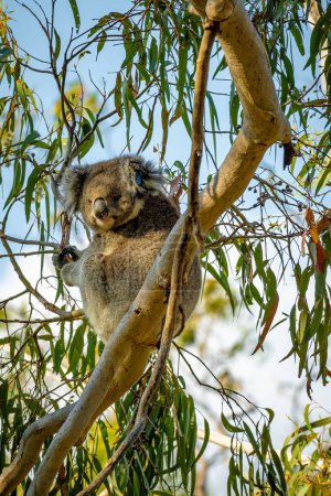 A koala clings to a branch, a serene moment in the wild.