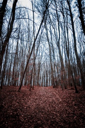 A forest trail ascends into the quietude of tall, leafless trees against the sky.
