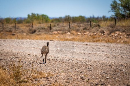 An emu's retreat into the bush, a scene of wildlife in the Australian outback.