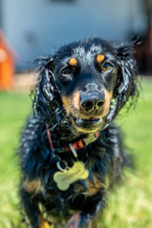 A close-up, high-resolution image of a wet dog with glistening fur and sparkling eyes. The dog's expression is lively and endearing, with a slight head tilt that adds to its charm. The blurred background emphasizes the subject, making it stand out pr