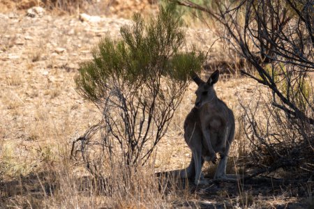 A wild kangaroo hiding among the dry bushes in the outback.