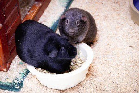 Two guinea pigs bond over a shared bowl of food, exemplifying companionship.