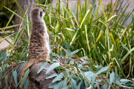 Un suricate vigilant se tient sur un tronc, scrutant attentivement son environnement.