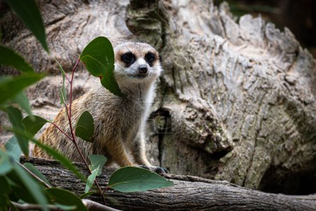 Téléchargez les photos : Un suricat vigilant se perche sur un tronc d'arbre, scrutant ses environs. - en image libre de droit