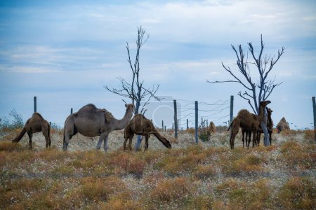 Camels grazing in a field with dead trees and a fence line in the background.
