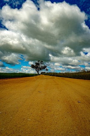 A solitary tree stands watch over a dusty rural road cutting through green fields and a dynamic sky.