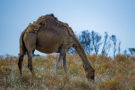 A camel calmly feeds amidst a field of wildflowers, a striking contrast of life.
