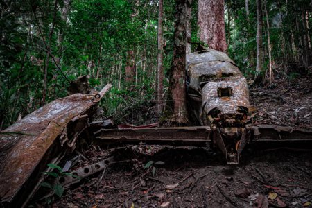 The decaying remains of a wartime aircraft abandoned in the dense forest.