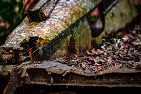 A dilapidated aircraft fuselage lies enveloped by the embracing arms of the jungle.
