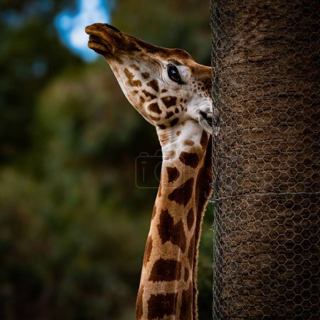 A giraffe lovingly wraps its neck around a tree, reaching for leaves.