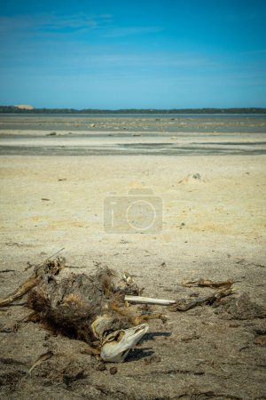 Téléchargez les photos : Les restes crus d'un chameau reposent sur la terre aride, sous un ciel vif. - en image libre de droit