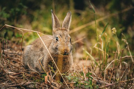 Téléchargez les photos : Un lapin curieux jette un coup d'œil à travers les brins d'herbe, explorant ses environs. - en image libre de droit