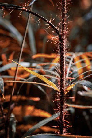 Foto de Primer plano de un tallo espinoso en medio de un follaje de tono ardiente, que brilla con luz suave. - Imagen libre de derechos