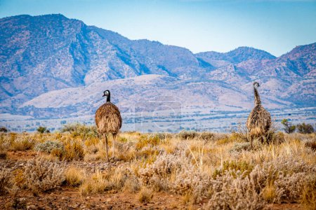Zwei Emus schreiten selbstbewusst über das Gestrüpp vor Bergkulisse.