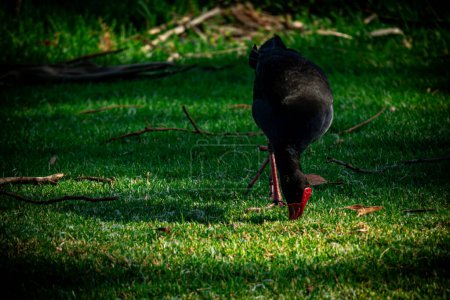 A Pukeko bird intently forages in the lush green grass, showcasing its striking red beak and feet.
