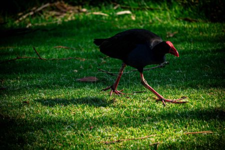 A Pukeko strides across the grass, its red feet contrasting with the vibrant green lawn.