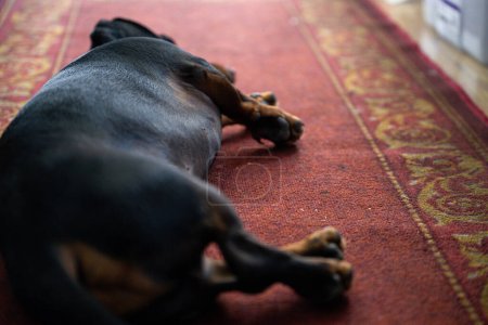 Un chien noir profitant d'une sieste paisible sur un tapis vibrant.
