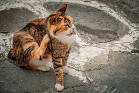 An alley cat licks its paw clean, a glimpse of everyday cat life in an urban setting.