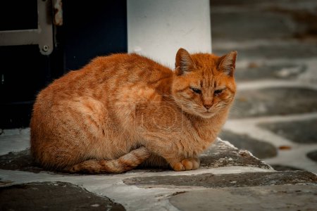A ginger cat curls up, exuding warmth and tranquility on a cool stone surface.