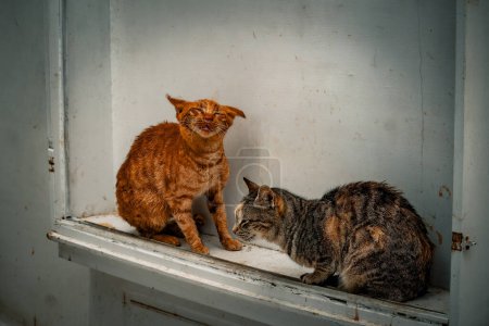 Téléchargez les photos : Deux chats de rue partagent un moment de communication, avec des expressions contrastées. - en image libre de droit