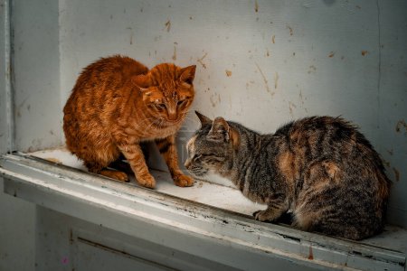 Die Nachmittagssonne lässt zwei Katzen in einer angespannten Begegnung auf einem Fenstersims glühen.