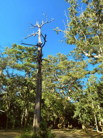 Canopée forestière : Majestueuse tapisserie d'arbres