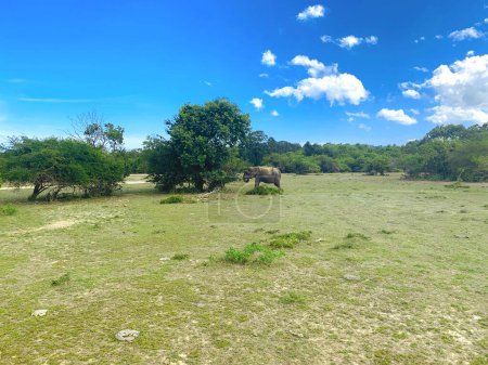 Einsamkeit in der Baumkrone: Einsamer Elefant grast inmitten der Wildnis