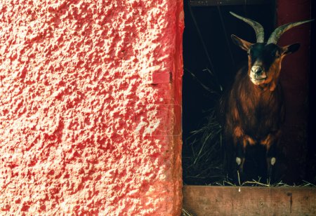 A charming brown goat stands gracefully beside a weathered red w