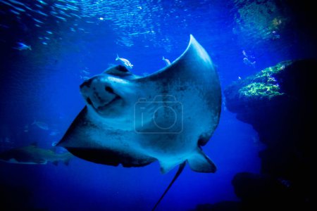  A majestic eagle ray glides through an expansive aquatic tank, 