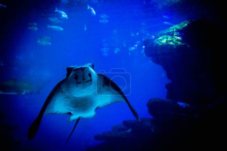 An elegant eagle ray gracefully glides through a spacious aquati