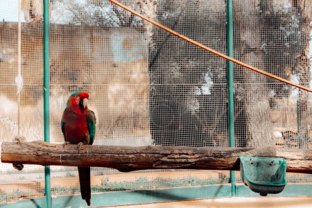 A vibrant red parrot perched inside a cage, surrounded by a net.
