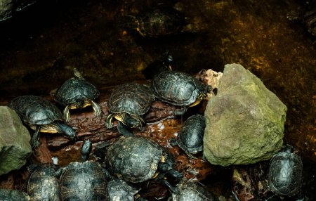 A mesmerizing sight unfolds as a cluster of turtles glides grace