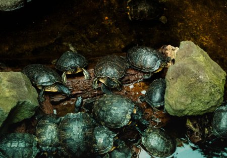 A captivating scene unfolds as a group of turtles gracefully swi
